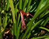 image of Sprekelia formosissima