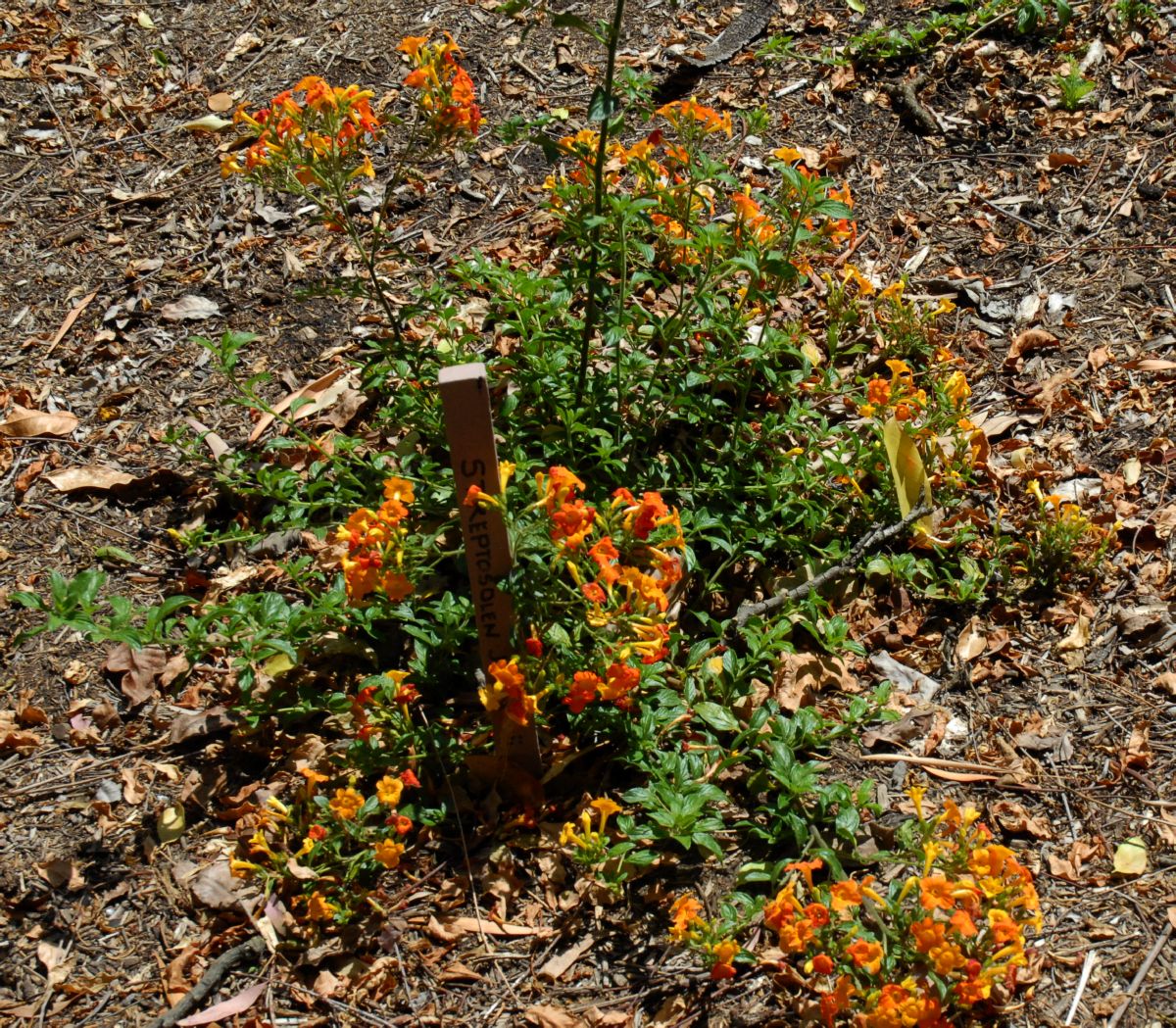 Solanaceae Streptosolen jamesonii