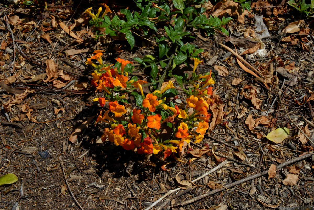 Solanaceae Streptosolen jamesonii