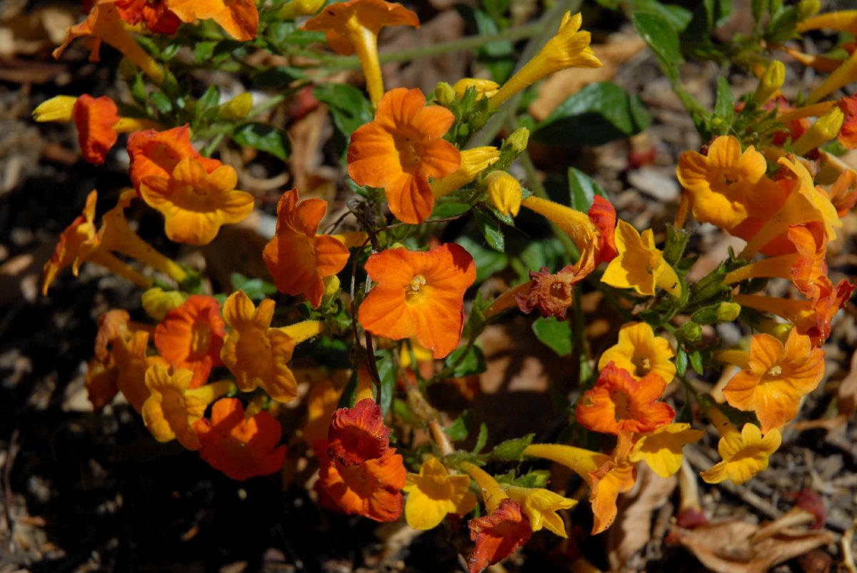 Solanaceae Streptosolen jamesonii