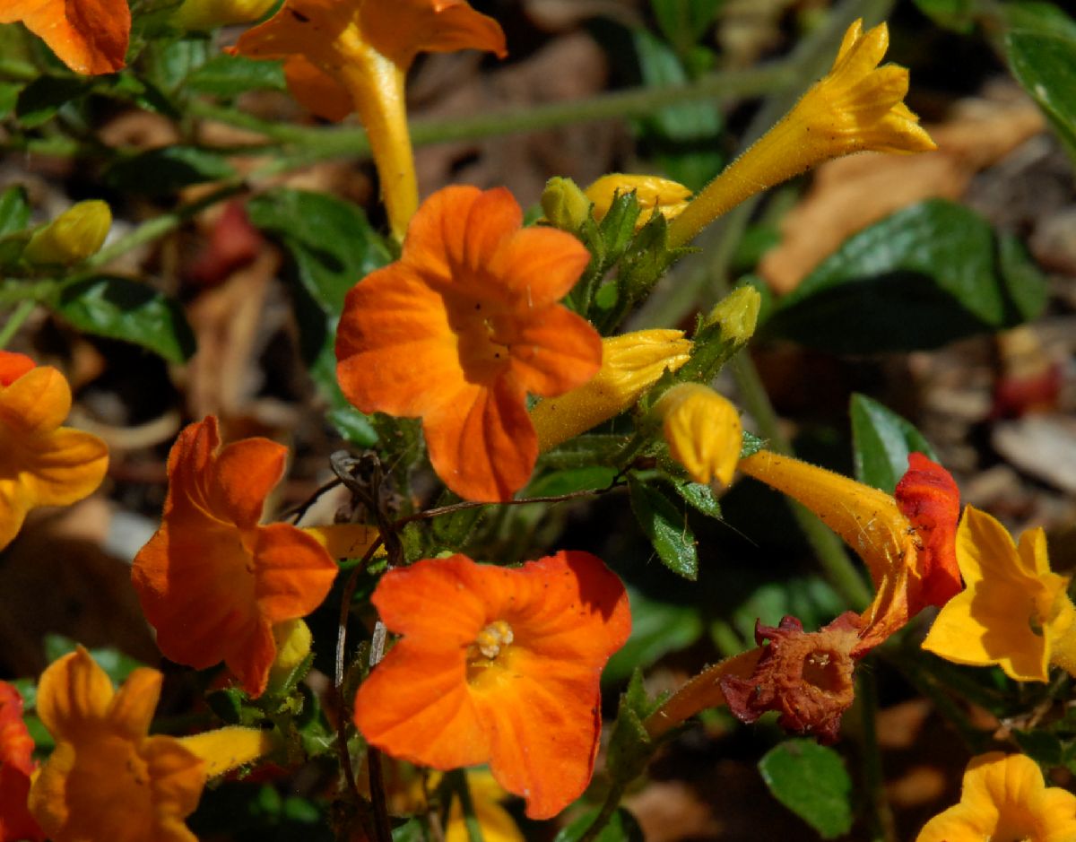 Solanaceae Streptosolen jamesonii