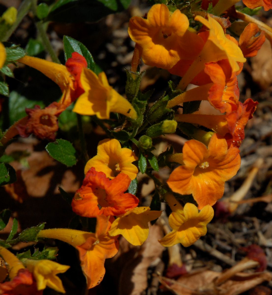 Solanaceae Streptosolen jamesonii