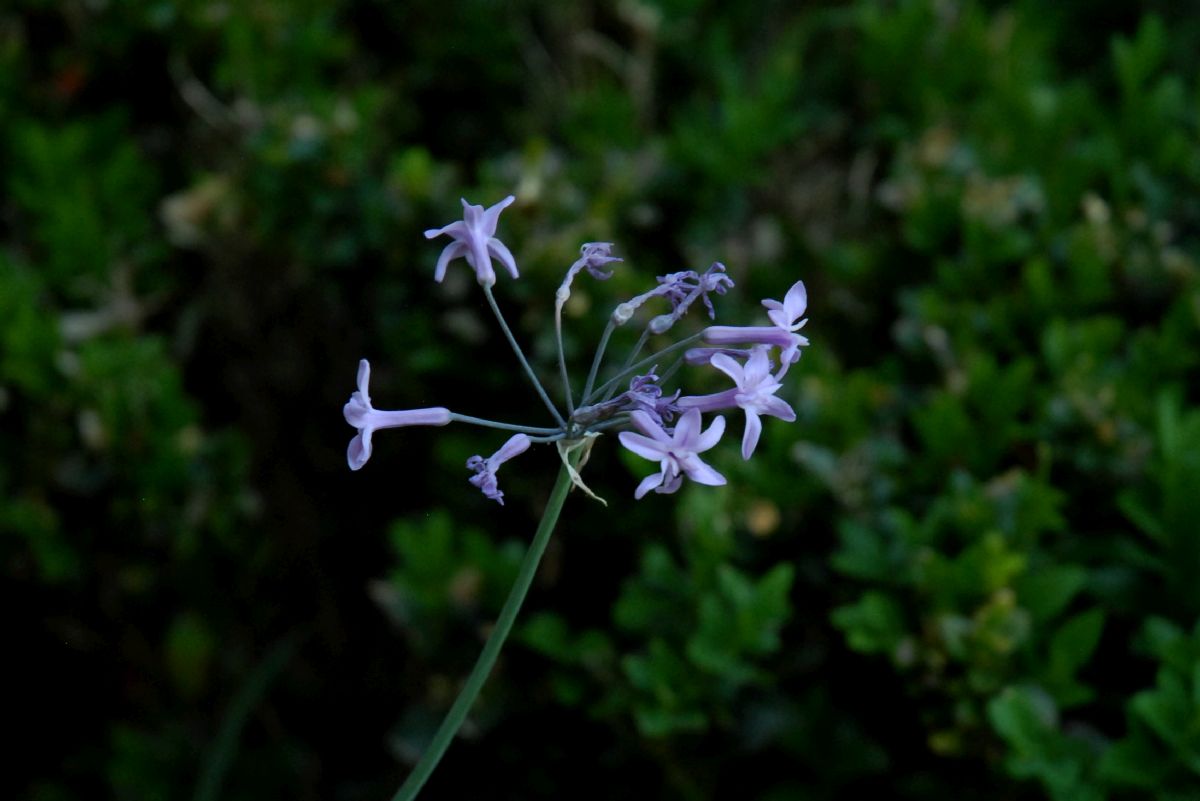Amaryllidaceae Tulbaghia violacea