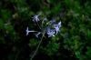 image of Tulbaghia violacea