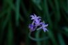 image of Tulbaghia violacea