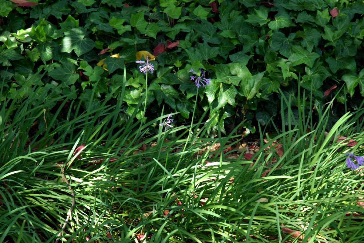 Amaryllidaceae Tulbaghia violacea
