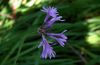 image of Tulbaghia violacea