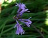 image of Tulbaghia violacea