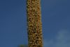image of Xanthorrhoea australis