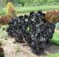 image of Aeonium arboreum