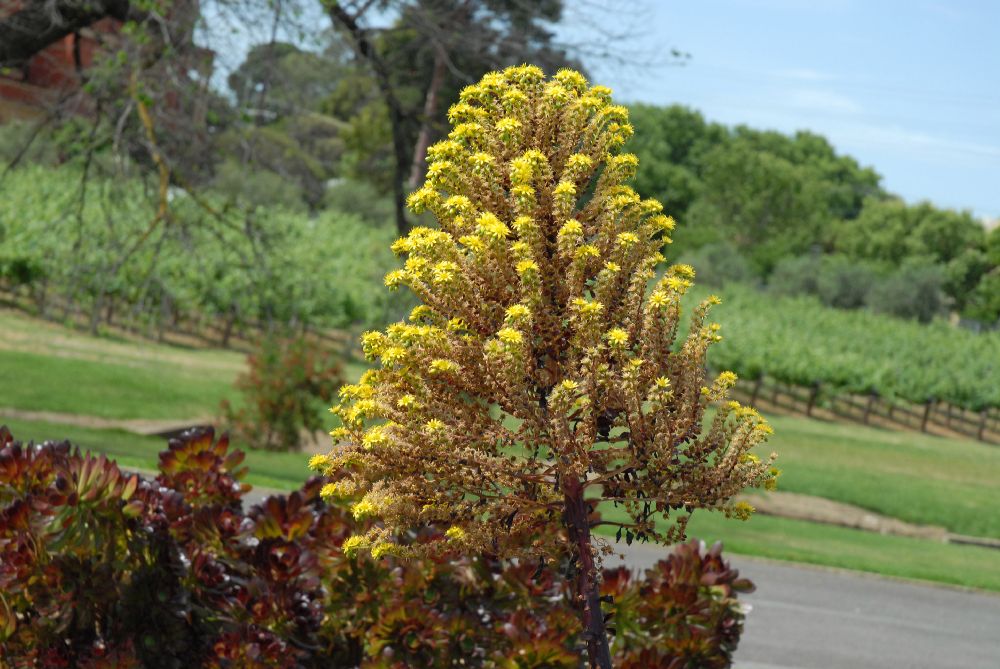 Crassulaceae Aeonium arboreum