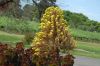 image of Aeonium arboreum