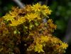image of Aeonium arboreum