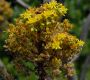 image of Aeonium arboreum