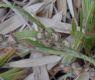 image of Babiana angustifolia