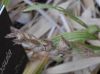 image of Babiana angustifolia