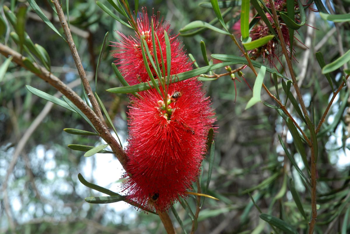 Myrtaceae Callistemon phoeniceus