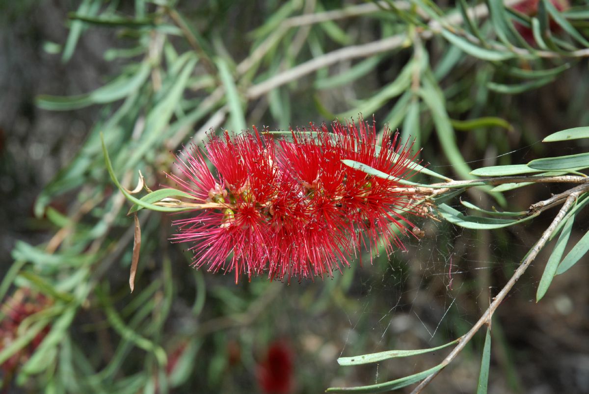 Myrtaceae Callistemon phoeniceus