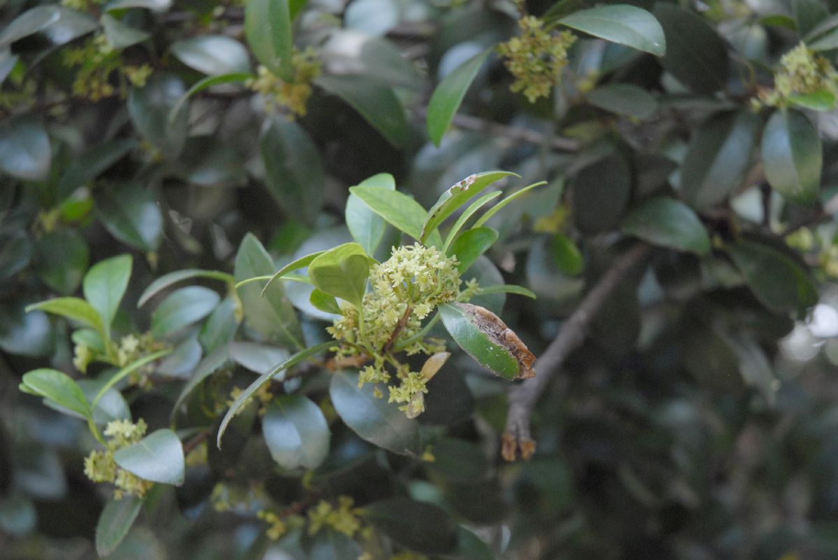 Celastraceae Cassine papillosa