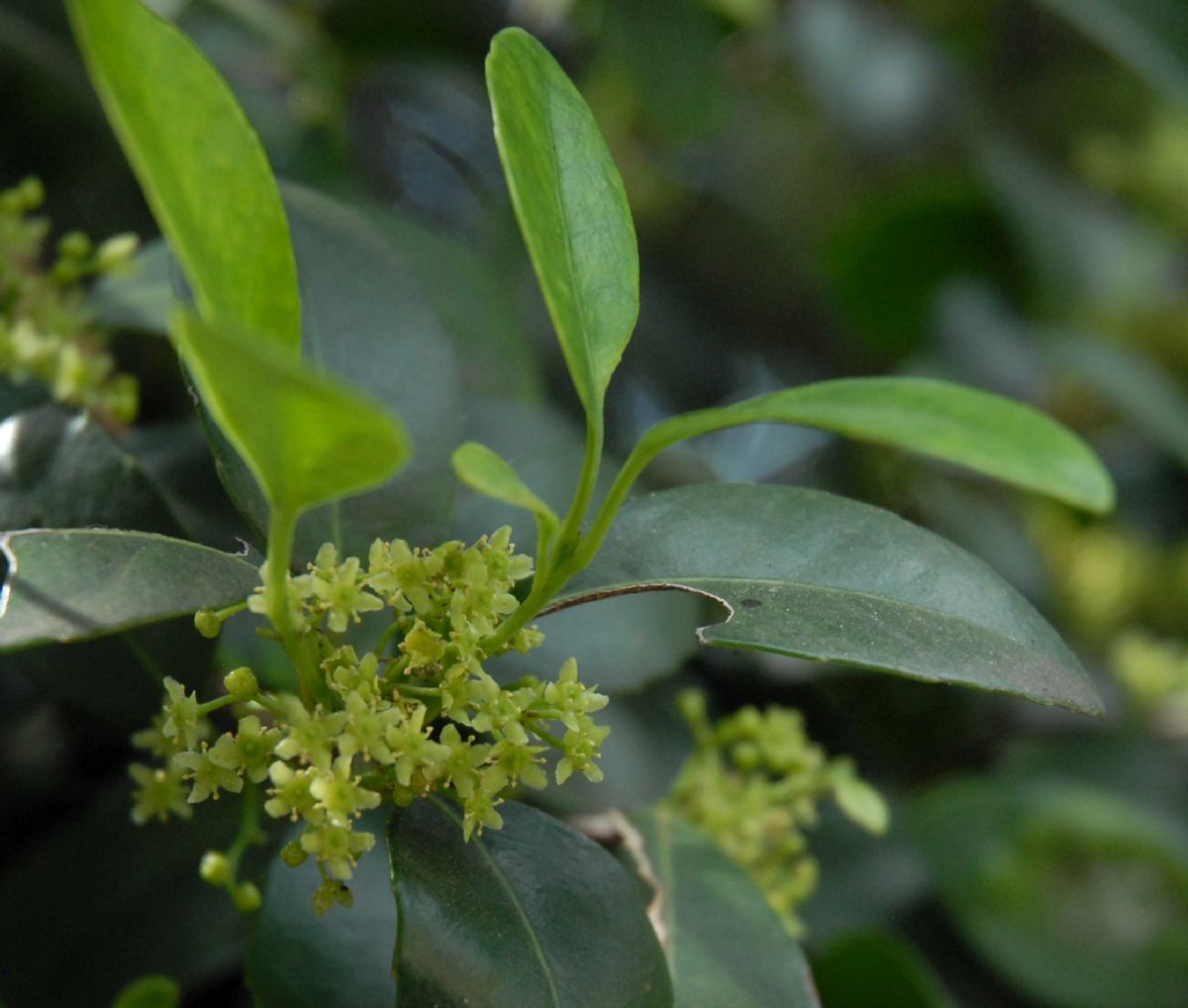 Celastraceae Cassine papillosa
