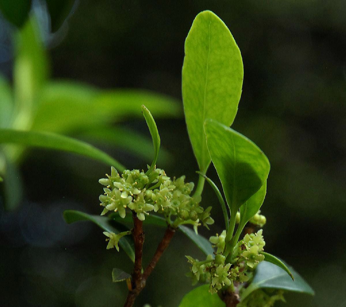 Celastraceae Cassine papillosa