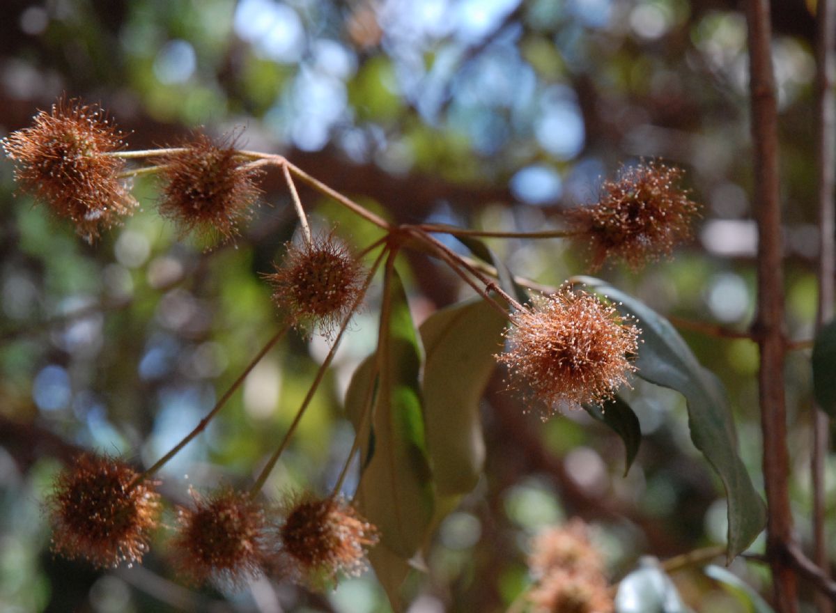 Myrtaceae Choricarpia leptopetala