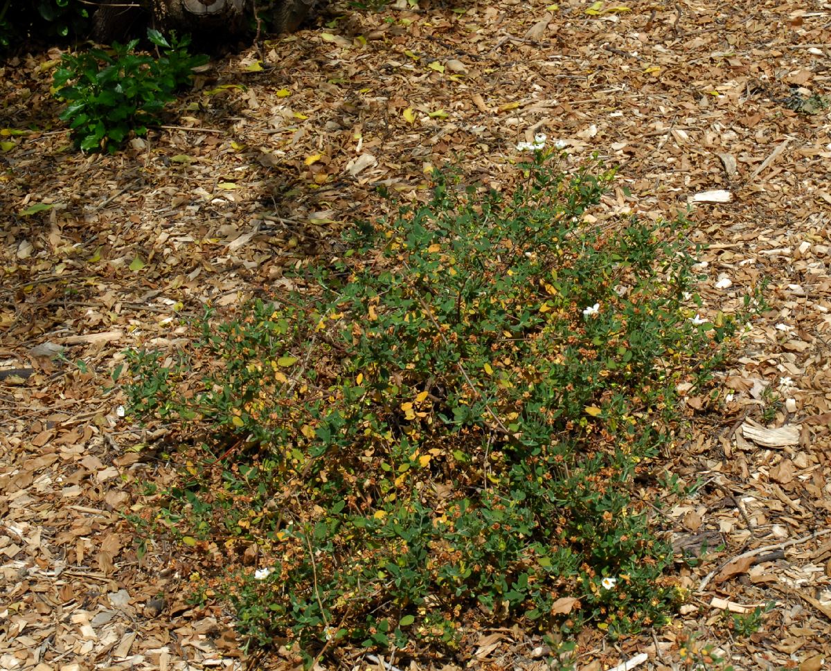 Cistaceae Cistus salvifolius