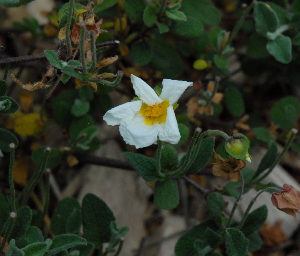 Cistaceae Cistus salvifolius