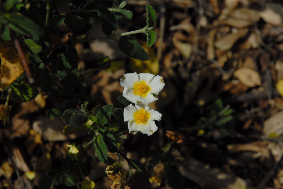Cistaceae Cistus salvifolius