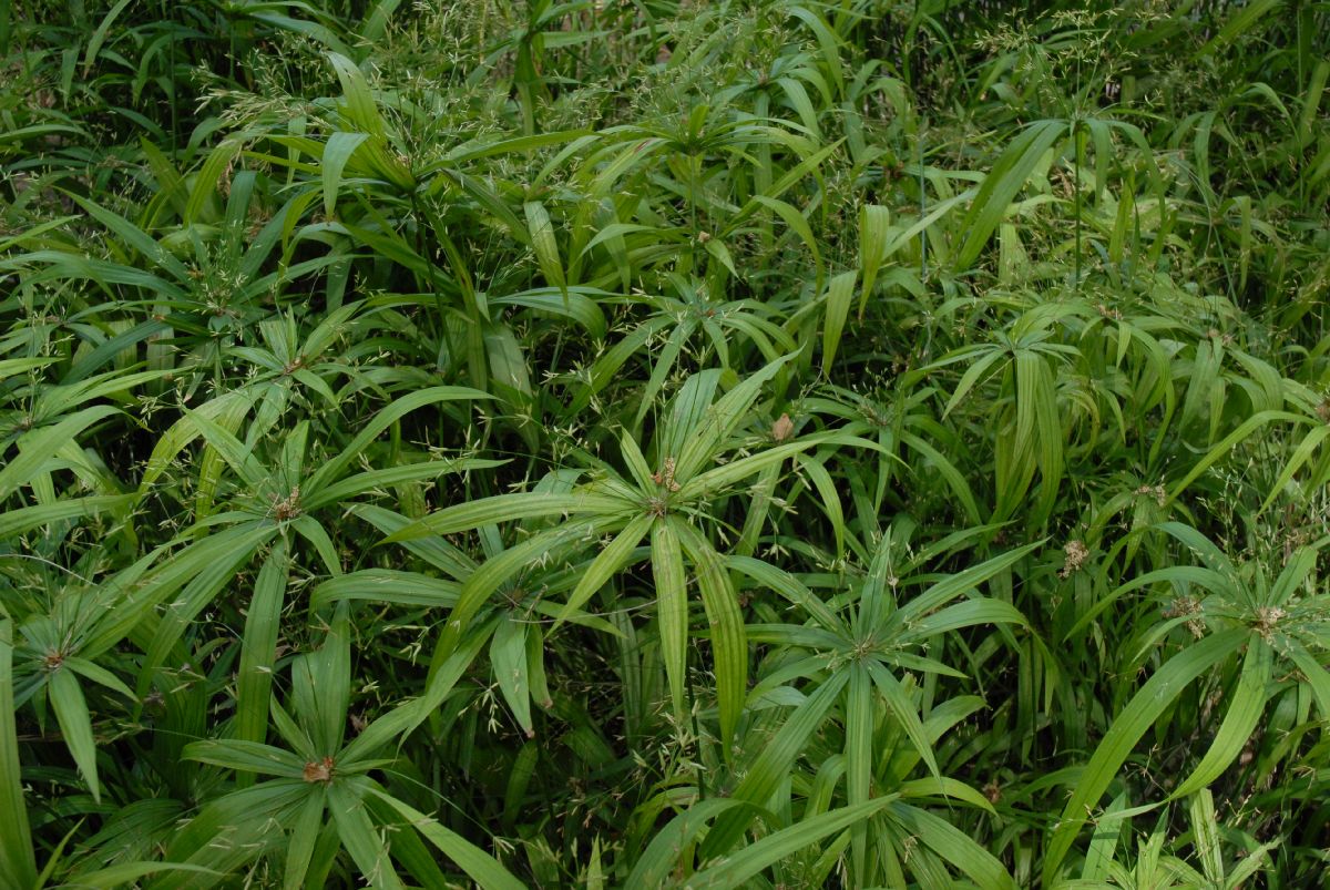 Cyperaceae Cyperus natalensis