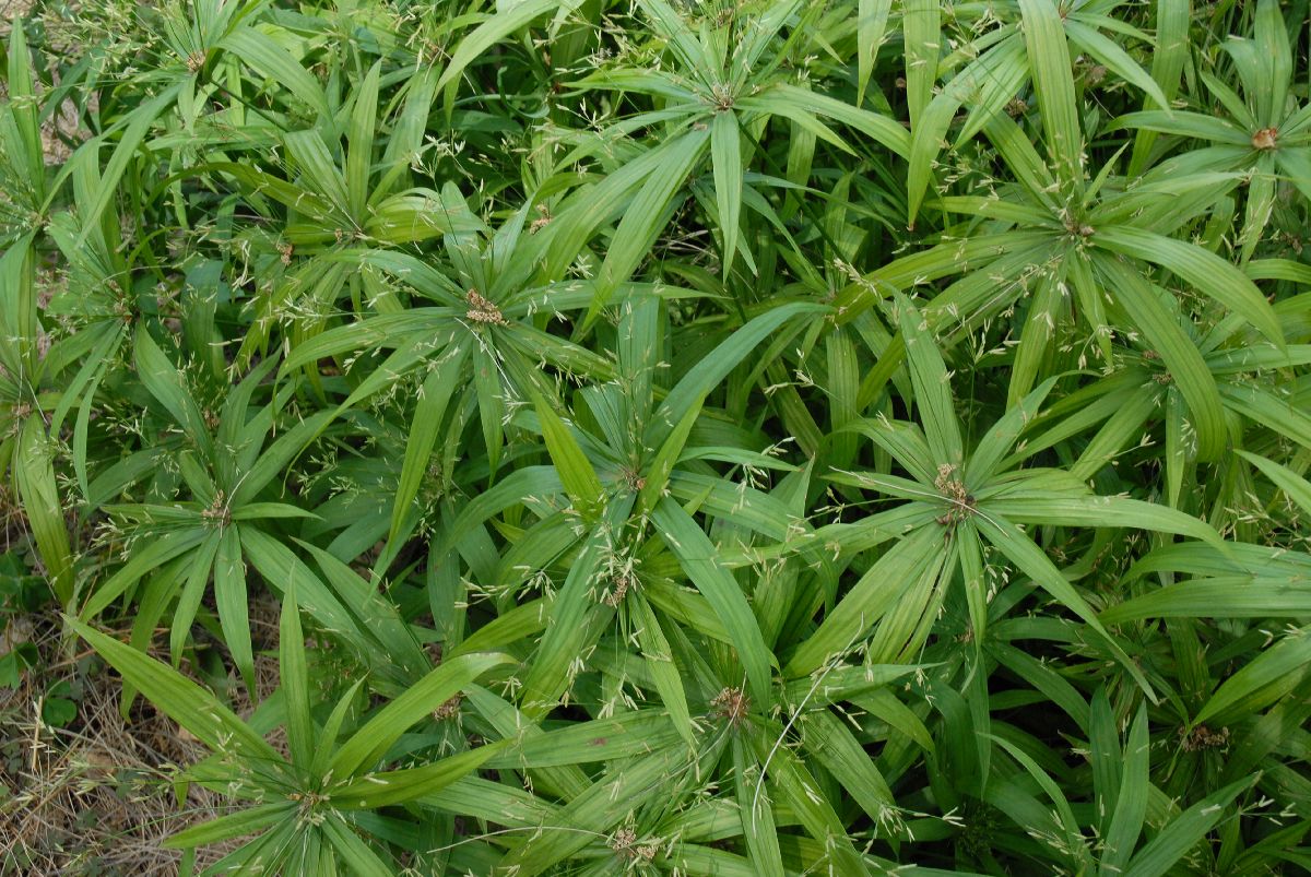 Cyperaceae Cyperus natalensis