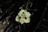 image of Dietes bicolor