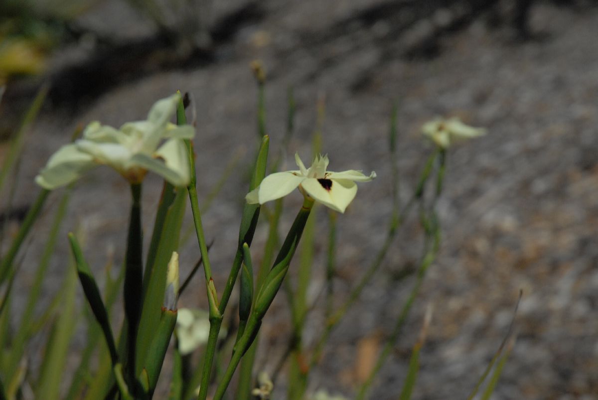 Iridaceae Dietes bicolor