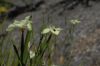 image of Dietes bicolor