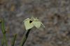 image of Dietes bicolor