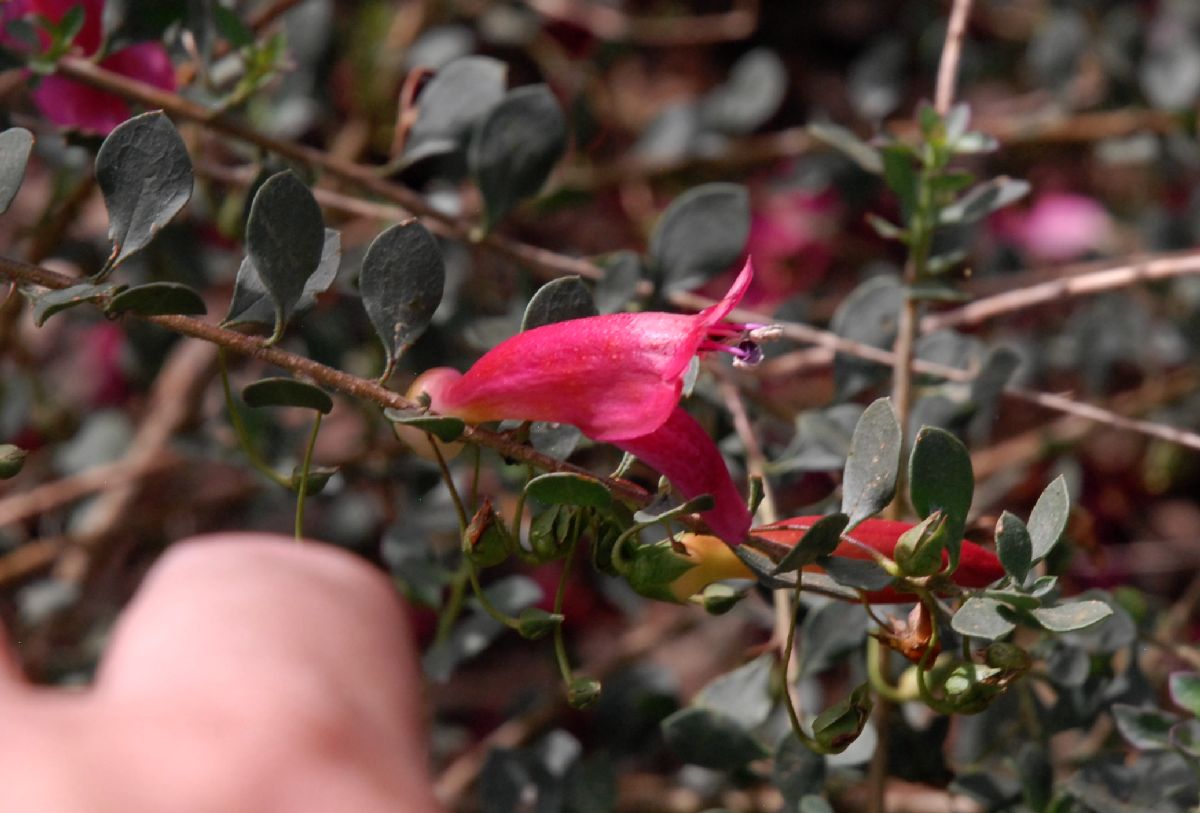 Scrophulariaceae Eremophila maculata