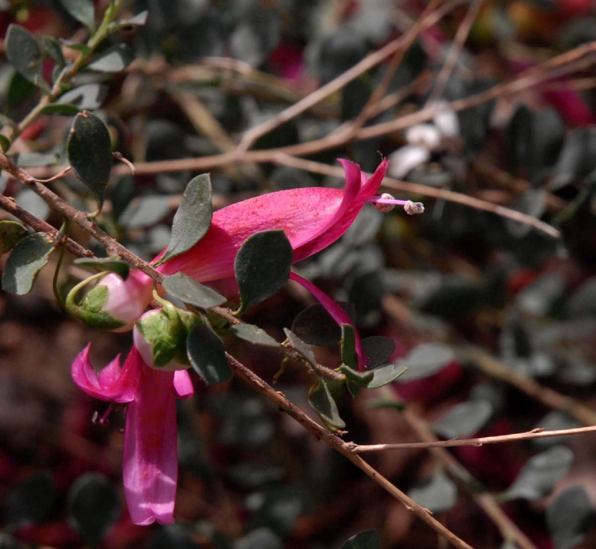 Scrophulariaceae Eremophila maculata