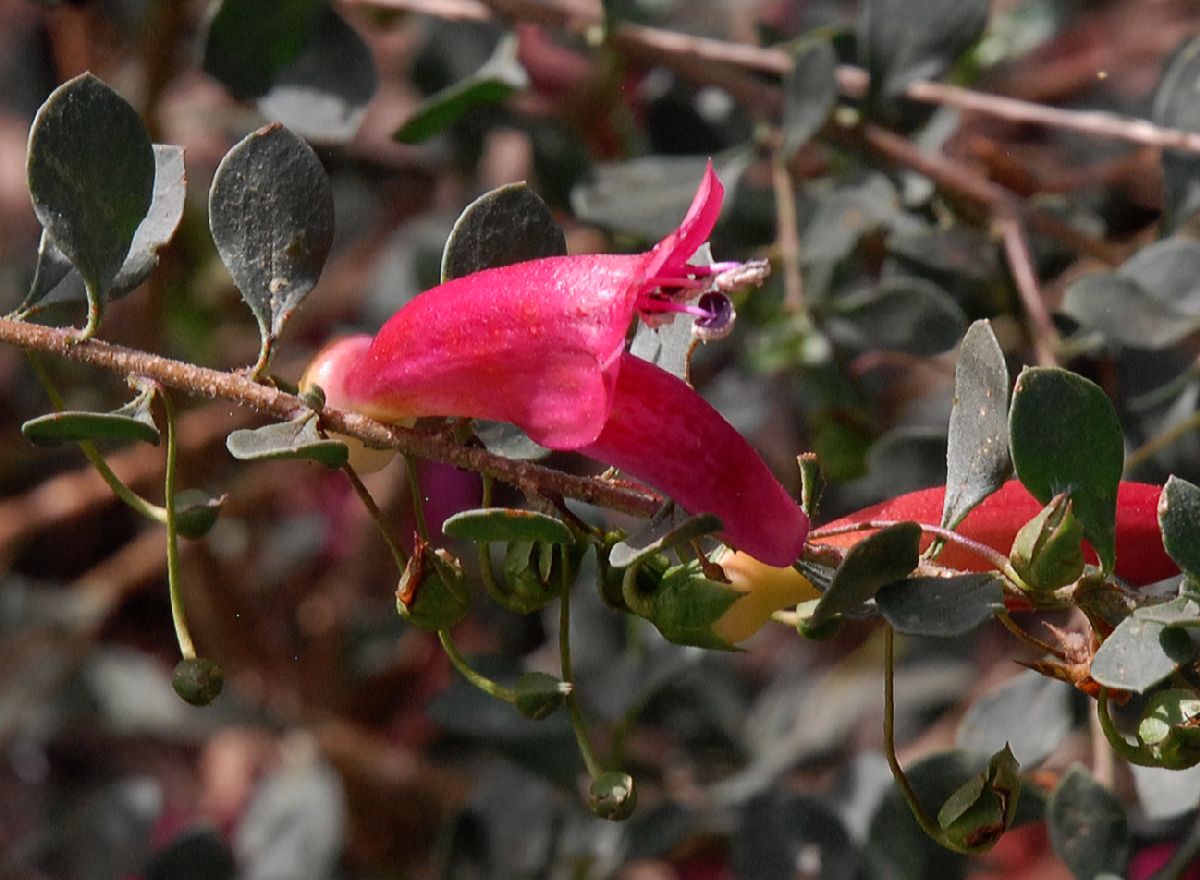 Scrophulariaceae Eremophila maculata