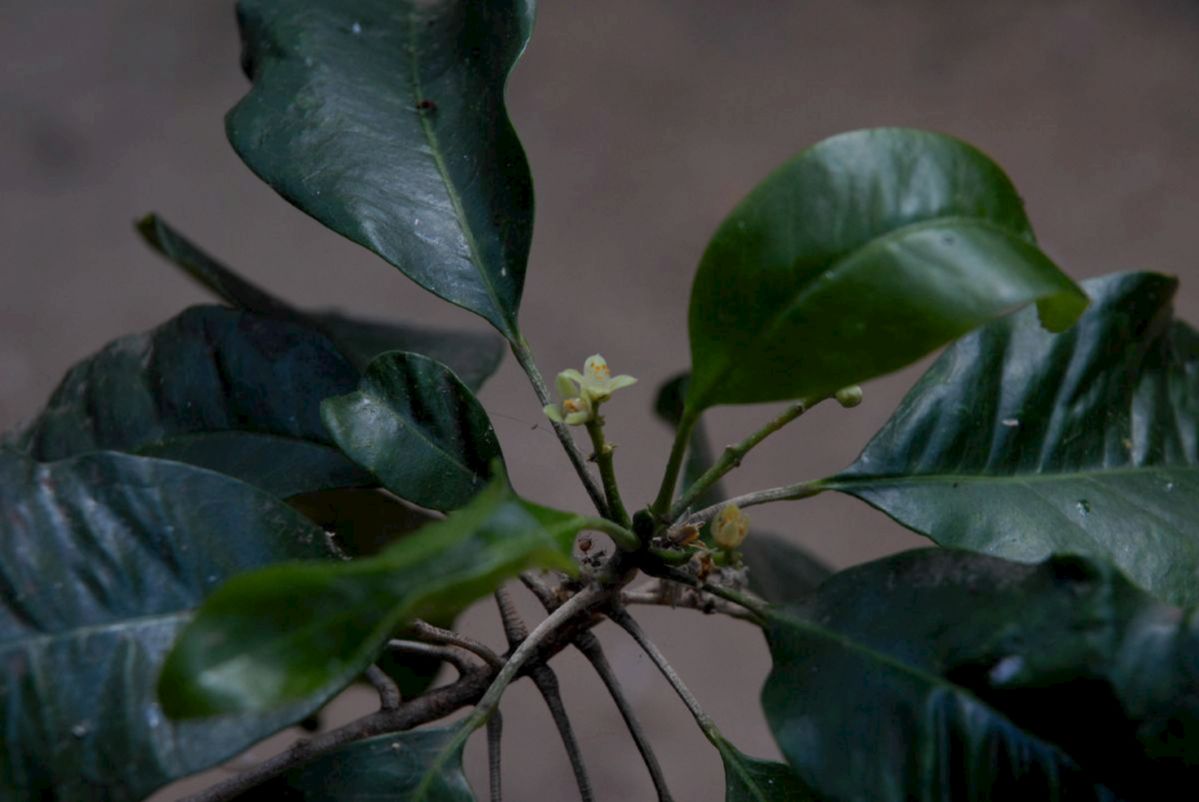 Rutaceae Flindersia brayleyana