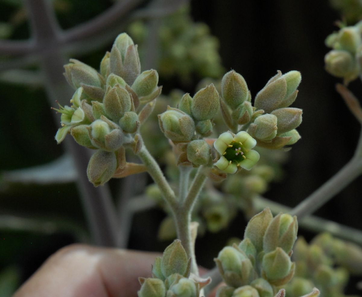 Crassulaceae Kalanchoe beharensis