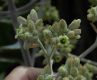 image of Kalanchoe beharensis