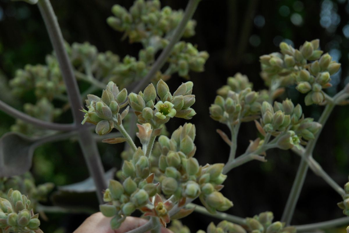 Crassulaceae Kalanchoe beharensis