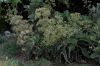 image of Kalanchoe beharensis