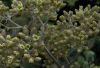 image of Kalanchoe beharensis