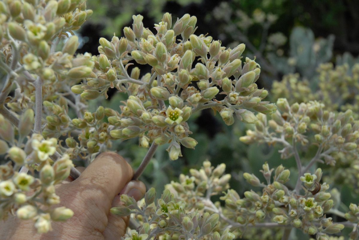 Crassulaceae Kalanchoe beharensis