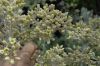image of Kalanchoe beharensis