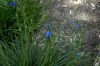 image of Moraea atropunctata