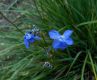 image of Moraea atropunctata