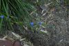 image of Moraea atropunctata