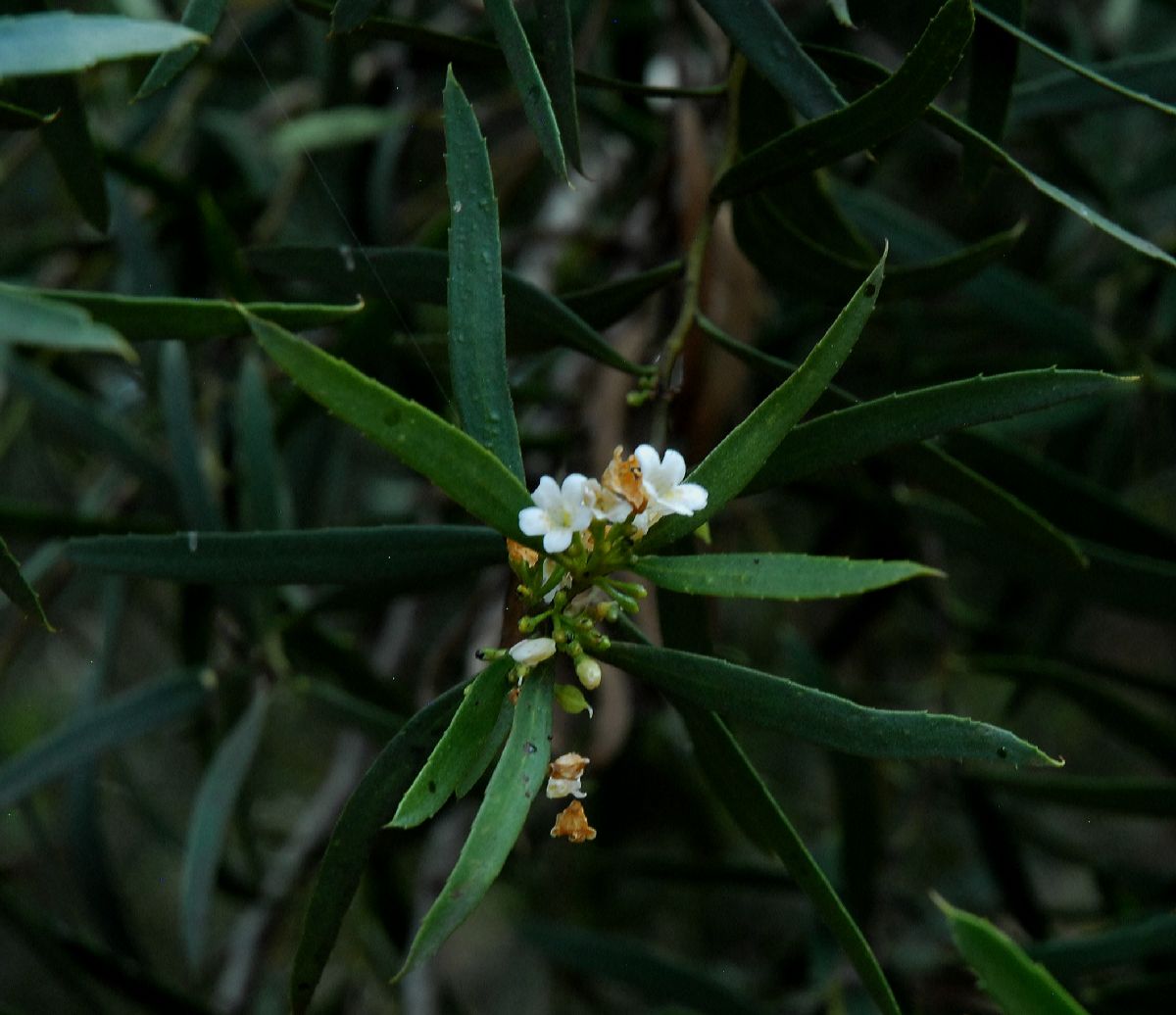 Scrophulariaceae Myoporum platycarpum